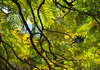 Green foliage