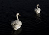 Dark Lake