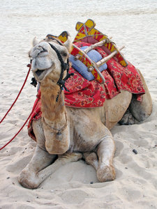 Camel