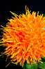 Orange Flower