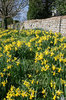 Daffodils