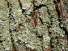 Green lichens
