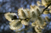 Catkins 2