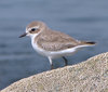 Kentish Plover