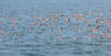 Flying in Unison