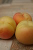 Apricots