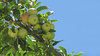 Apples