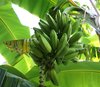 Bananas 1