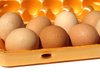 farm eggs 2