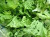 lettuce salad