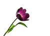 blue tulip 1