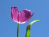 blue tulip 3