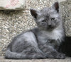 grey kitten