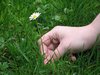 pick a flower