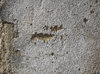 concrete wall