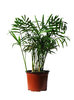 in a pot