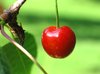 red on tree 3