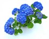 blue hortensia