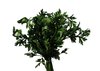 fresh parsley 3