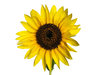 sunflower 1