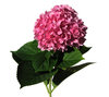 single hortensia  2