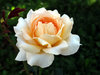 yellow rose