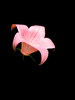 Pink Lily -- Black Background