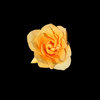 Yellow Rose