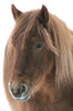 Horses In Winter 2