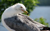 Seagulls 5