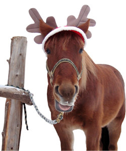 Christmas Horse 2 - isolation