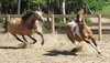 Horses at play 2