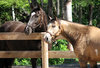 Horses at play 4