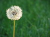 Dandelion  2
