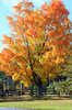 Autumn in Ontario 1
