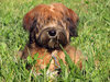 Tibetan Terrier Puppy 2