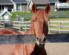 Autumn Horses 4