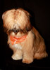 Tibetan Terrier 1
