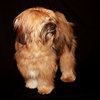 Tibetan Terrier 3