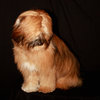 Tibetan Terrier 5