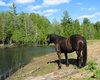 Horse & Pond