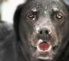 my dog Taylor