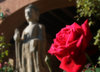Red Rose