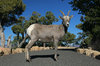 Big Horn Sheep