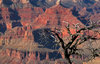 Canyon Tree