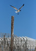 Seagull in flight