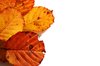 Red Leaves