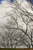 Summer Trees