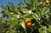 Orange tree