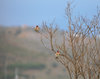 Jilgueros birds